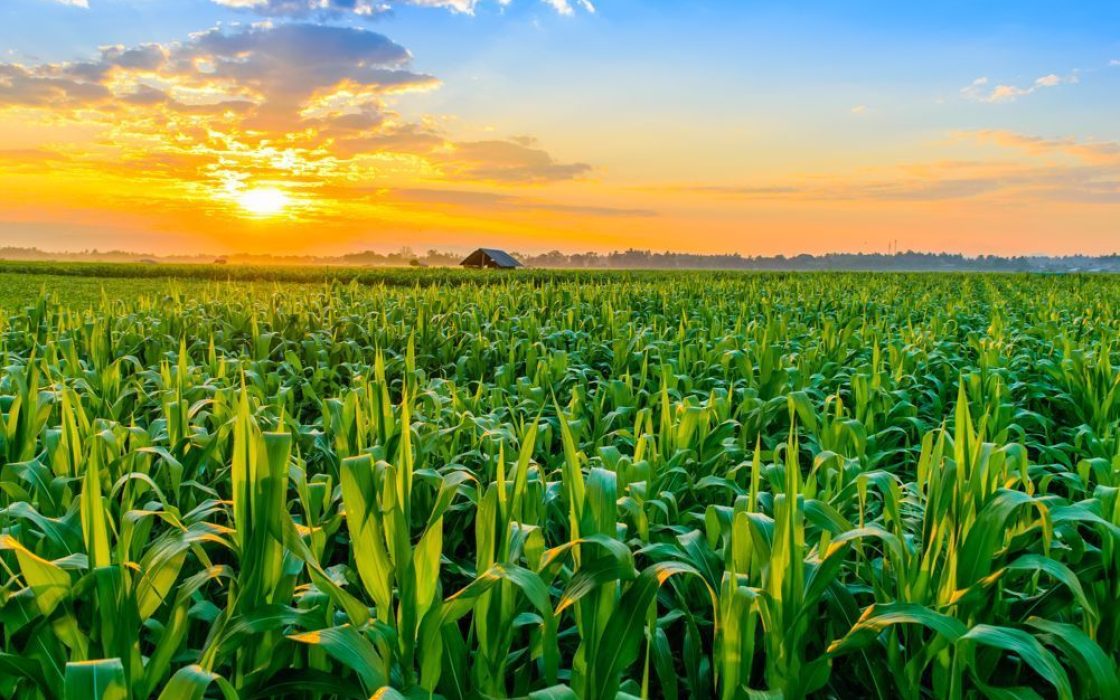Agriculture Land, Outer Ring Road, Karimnagar,