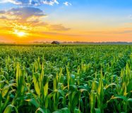 Agriculture Land, Outer Ring Road, Karimnagar,