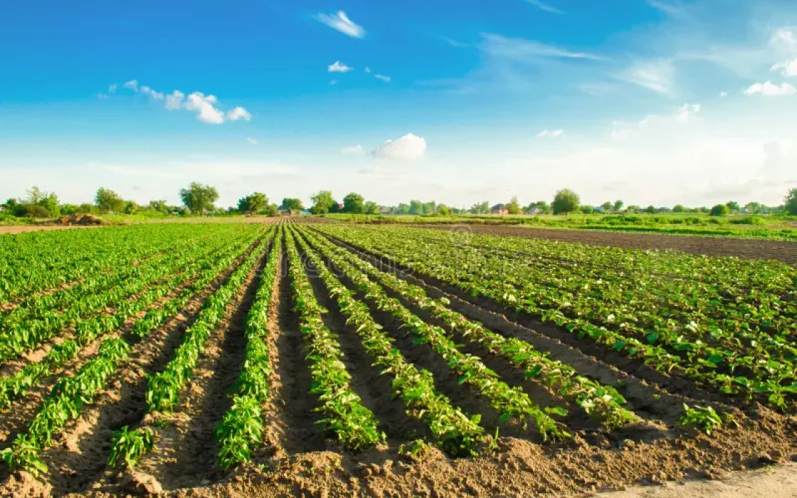 Agriculture Land, Outer Ring Road, Karimnagar,