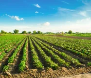 Agriculture Land, Outer Ring Road, Karimnagar,